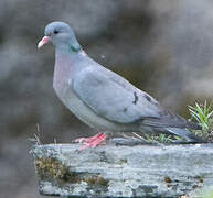 Pigeon colombin