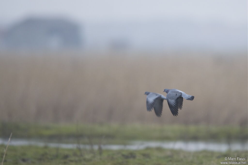 Stock Dove , Flight