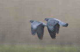 Stock Dove