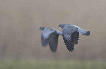 Pigeon colombin