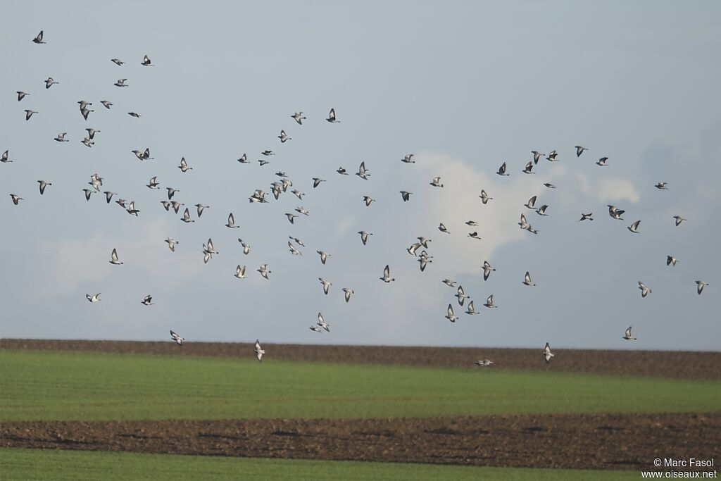 Stock Dove, identification, Flight, Behaviour