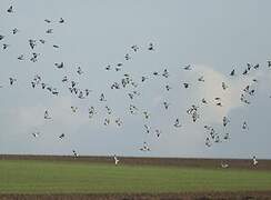 Stock Dove