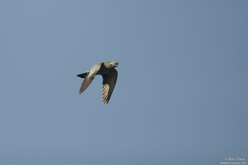 Pigeon colombinadulte, Vol