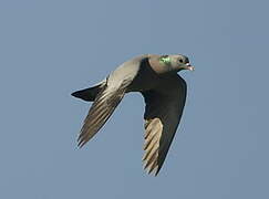 Stock Dove