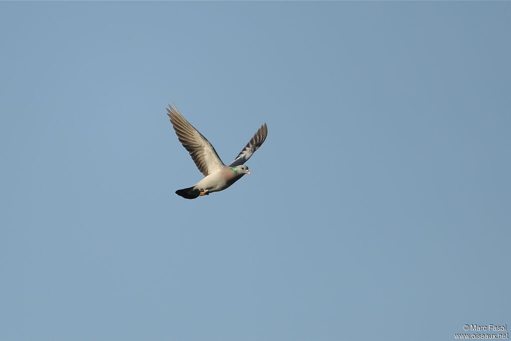 Pigeon colombinadulte nuptial, Vol