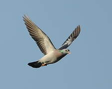 Stock Dove