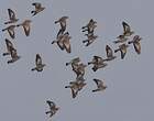 Pigeon colombin