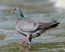 Stock Dove