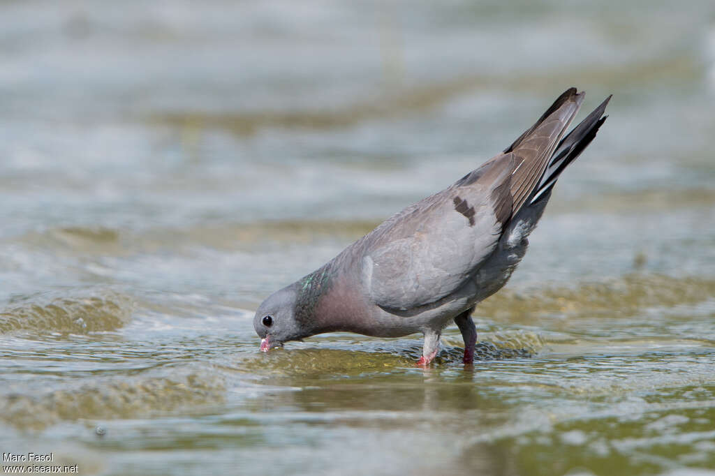 Pigeon colombinadulte, boit