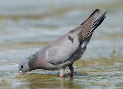 Stock Dove