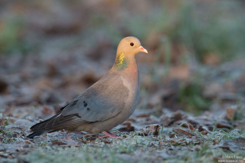 Stock Doveadult, identification