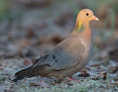 Stock Dove