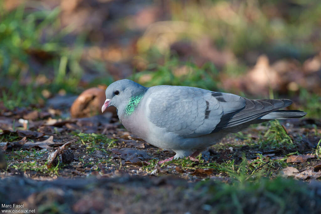 Stock Doveadult, eats