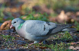 Stock Dove