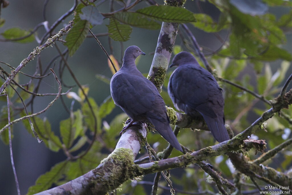 Plumbeous Pigeon adult, identification