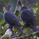 Pigeon plombé