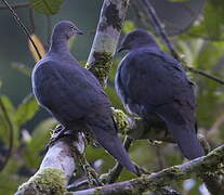 Plumbeous Pigeon