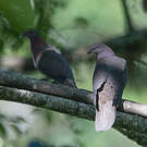 Pigeon plombé