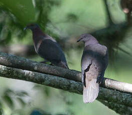 Pigeon plombé