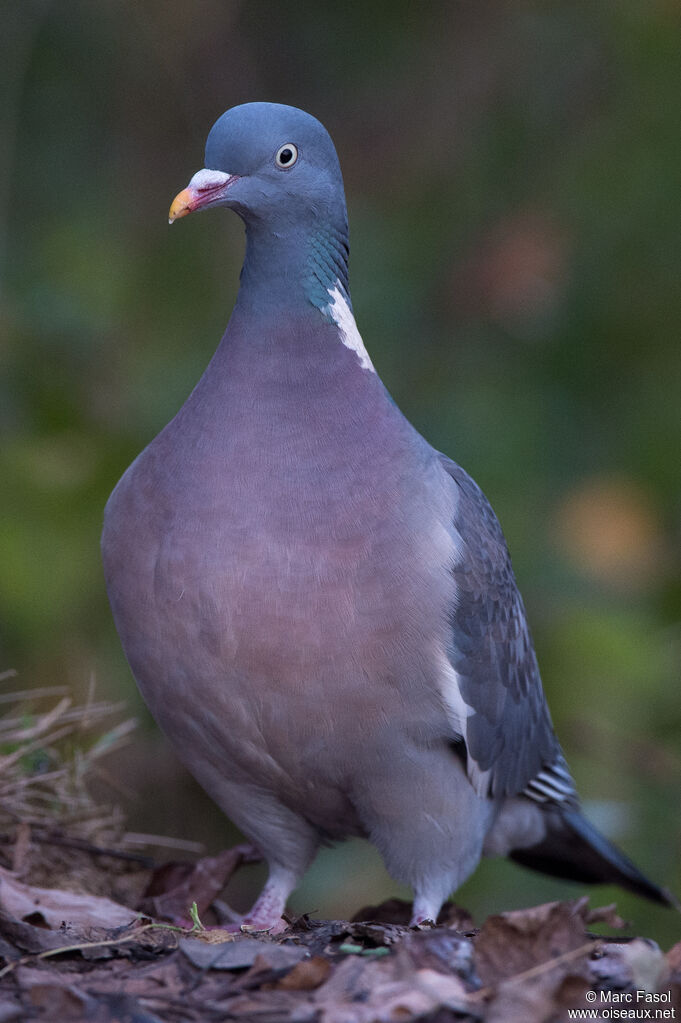 Pigeon ramieradulte, identification