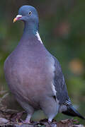 Common Wood Pigeon