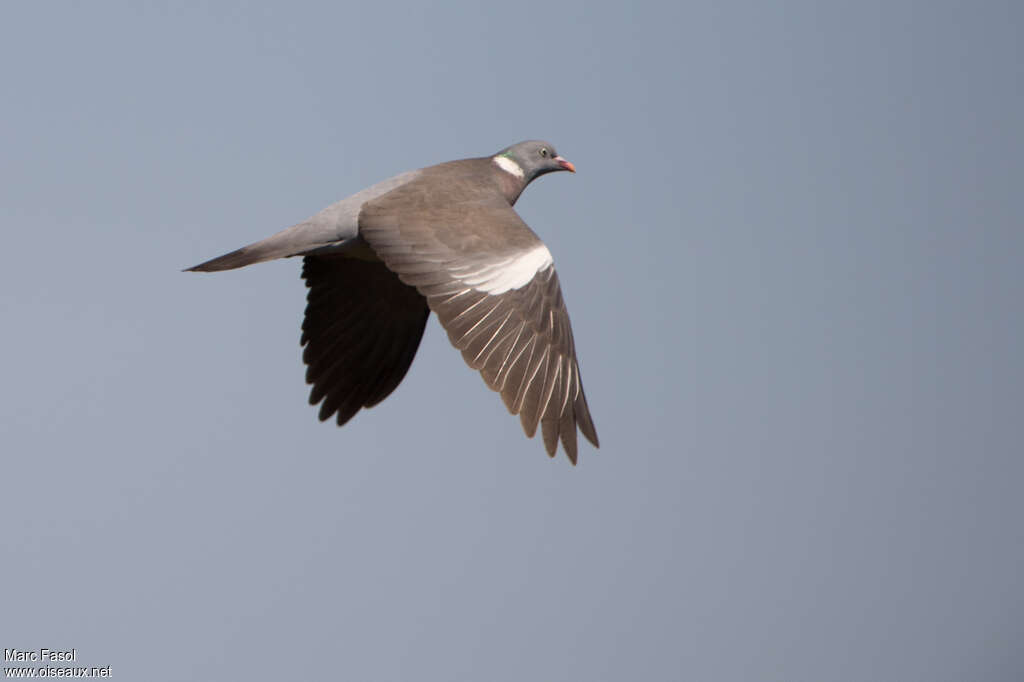 Common Wood Pigeonadult, pigmentation, Flight