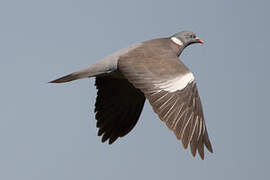 Common Wood Pigeon