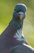 Common Wood Pigeon