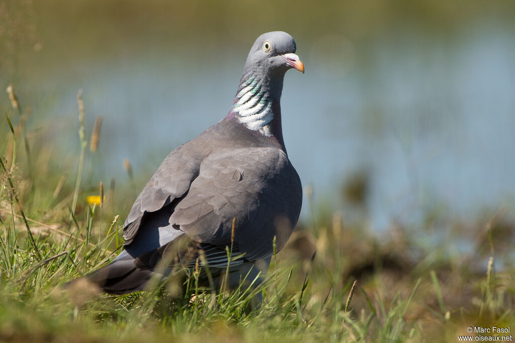 Pigeon ramieradulte, identification