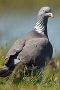 Common Wood Pigeon