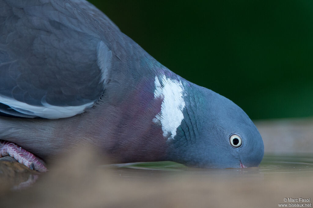 Common Wood Pigeonadult, drinks