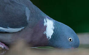 Common Wood Pigeon