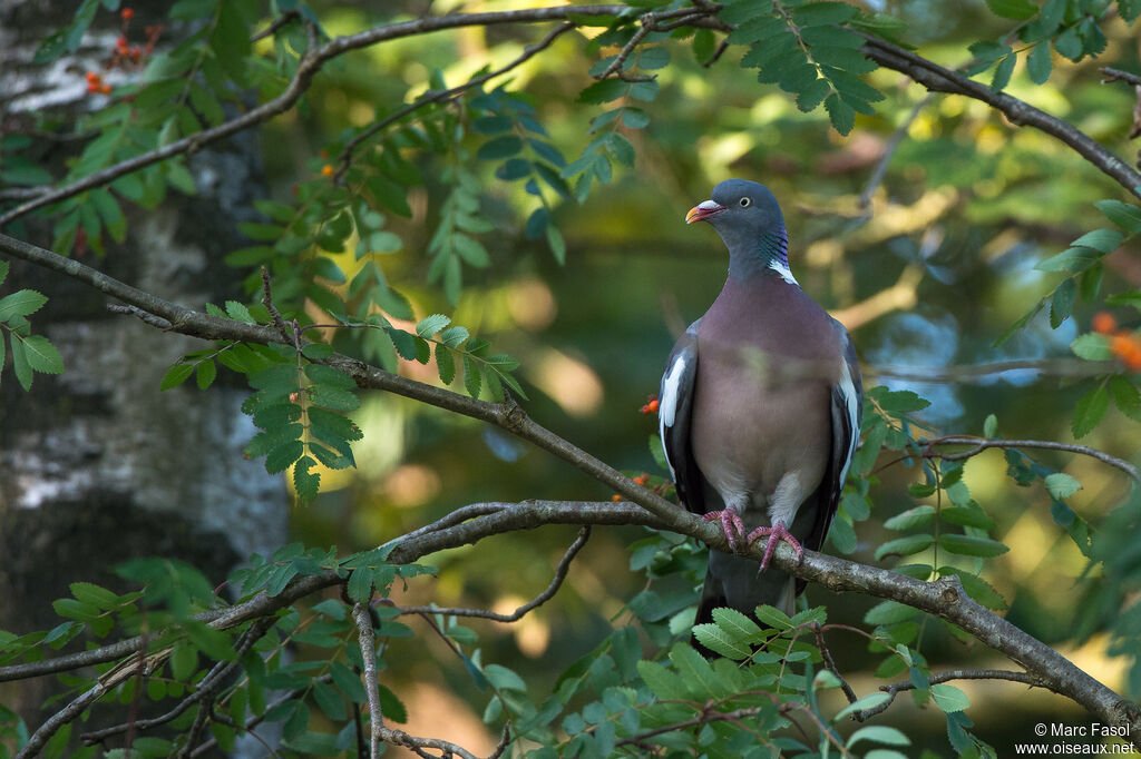 Pigeon ramieradulte, habitat