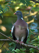 Common Wood Pigeon