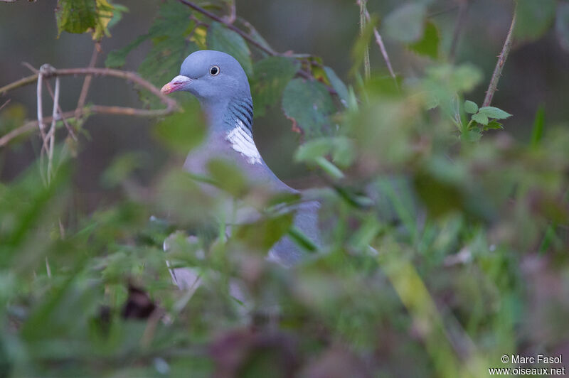 Pigeon ramieradulte nuptial, habitat