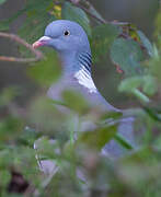 Common Wood Pigeon