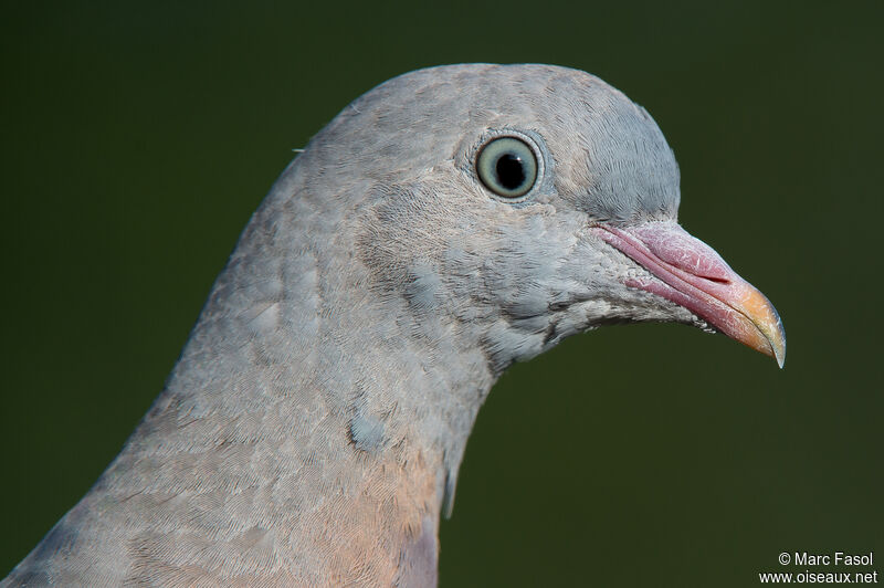 Common Wood Pigeonjuvenile, close-up portrait