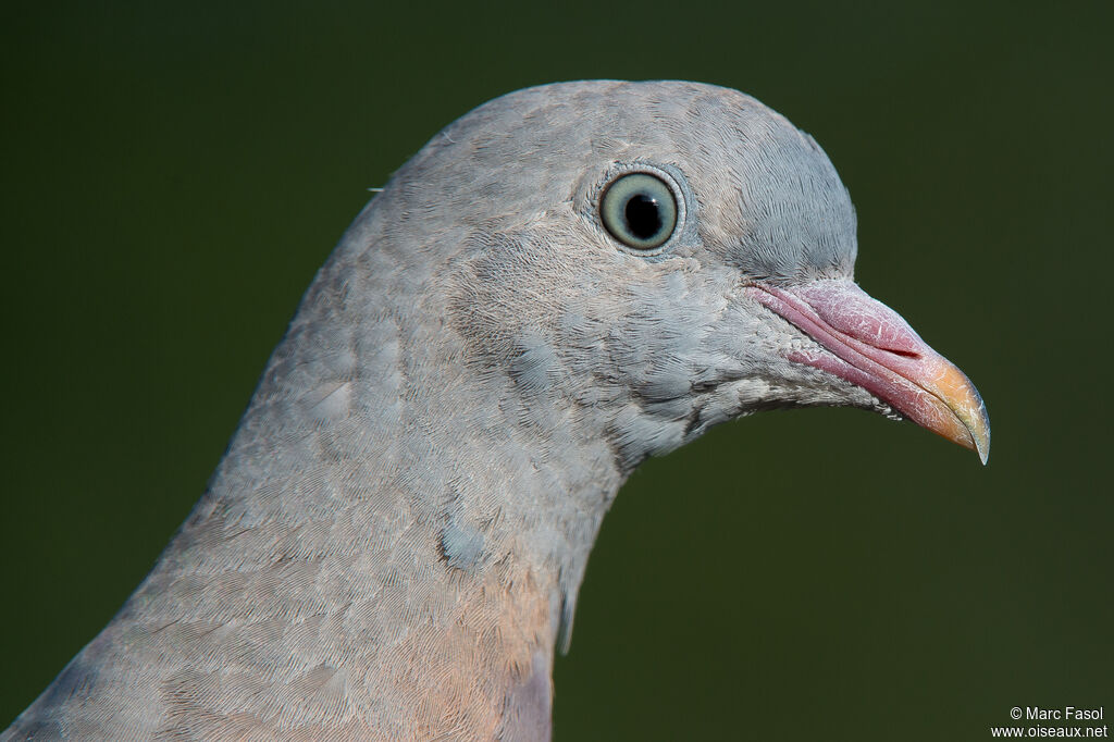 Common Wood Pigeonjuvenile, close-up portrait