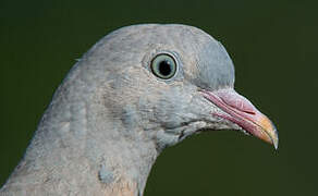 Common Wood Pigeon