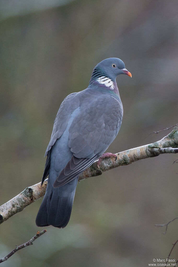 Common Wood Pigeonadult, identification