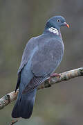 Common Wood Pigeon