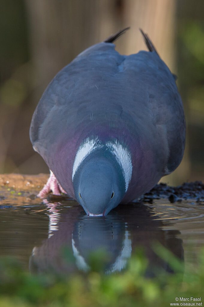 Common Wood Pigeonadult, drinks