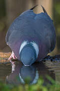 Common Wood Pigeon