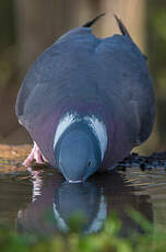 Pigeon ramier