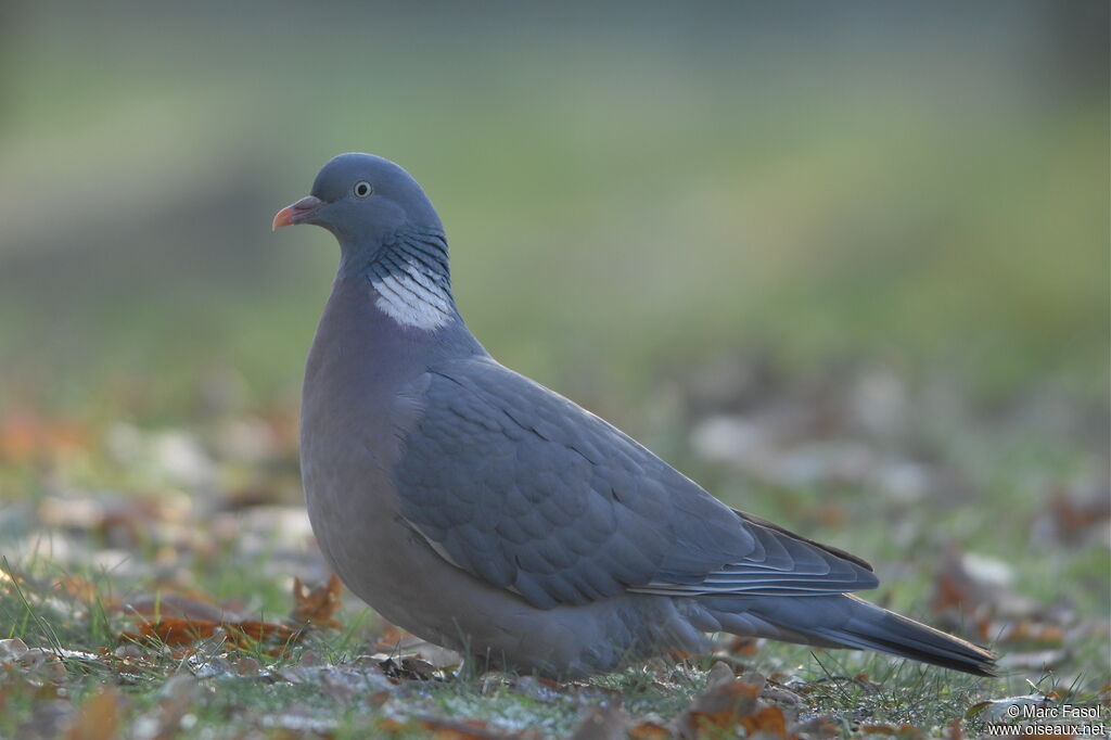 Pigeon ramieradulte internuptial, régime