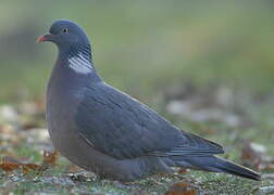 Common Wood Pigeon