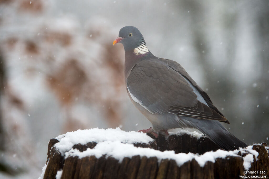 Common Wood Pigeonadult, identification