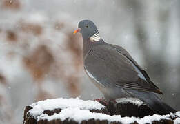 Common Wood Pigeon