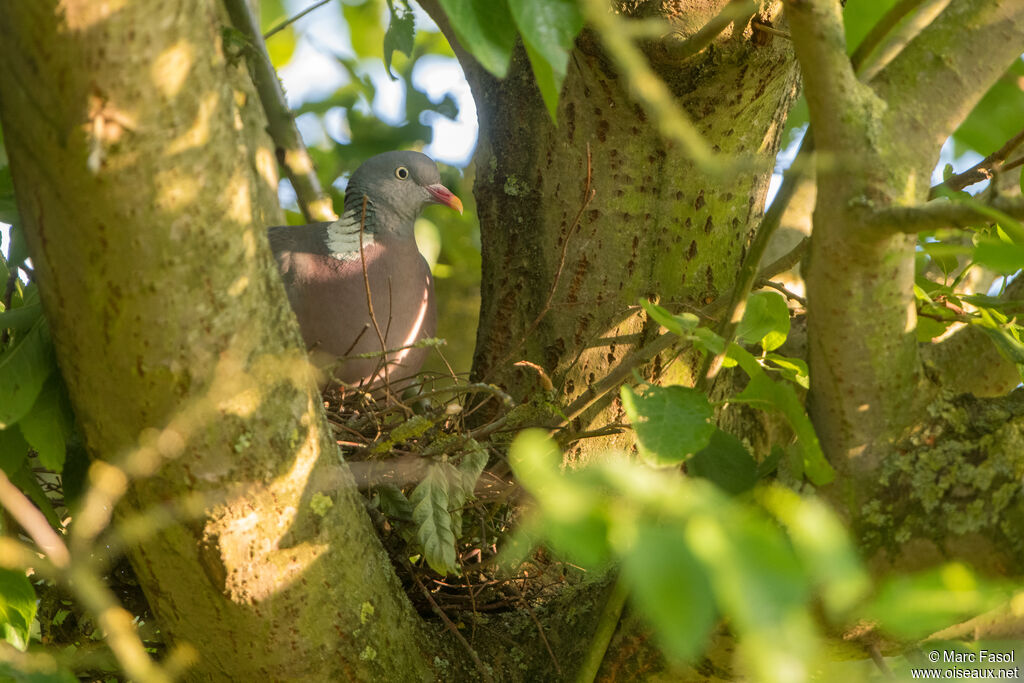 Pigeon ramieradulte, identification, Nidification