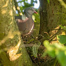 Pigeon ramier